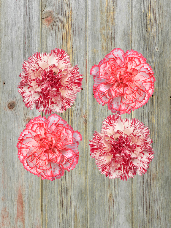 PEPPERMINT CARNATIONS